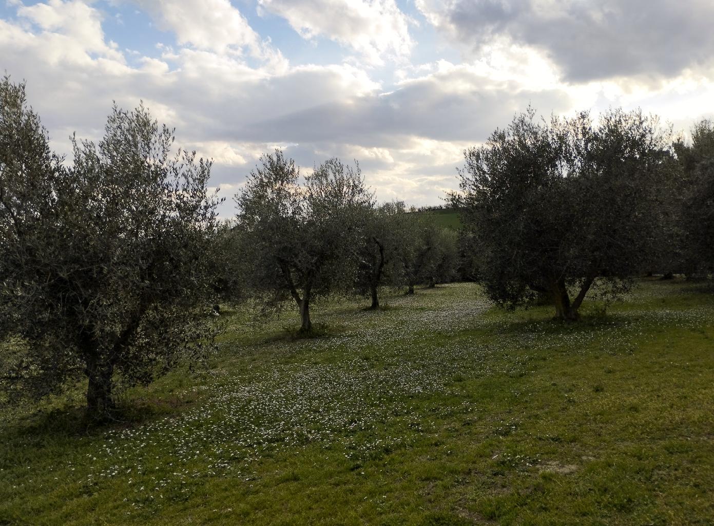 RMAR46A - TERRENO - VENDITA - SENIGALLIA - € 380000